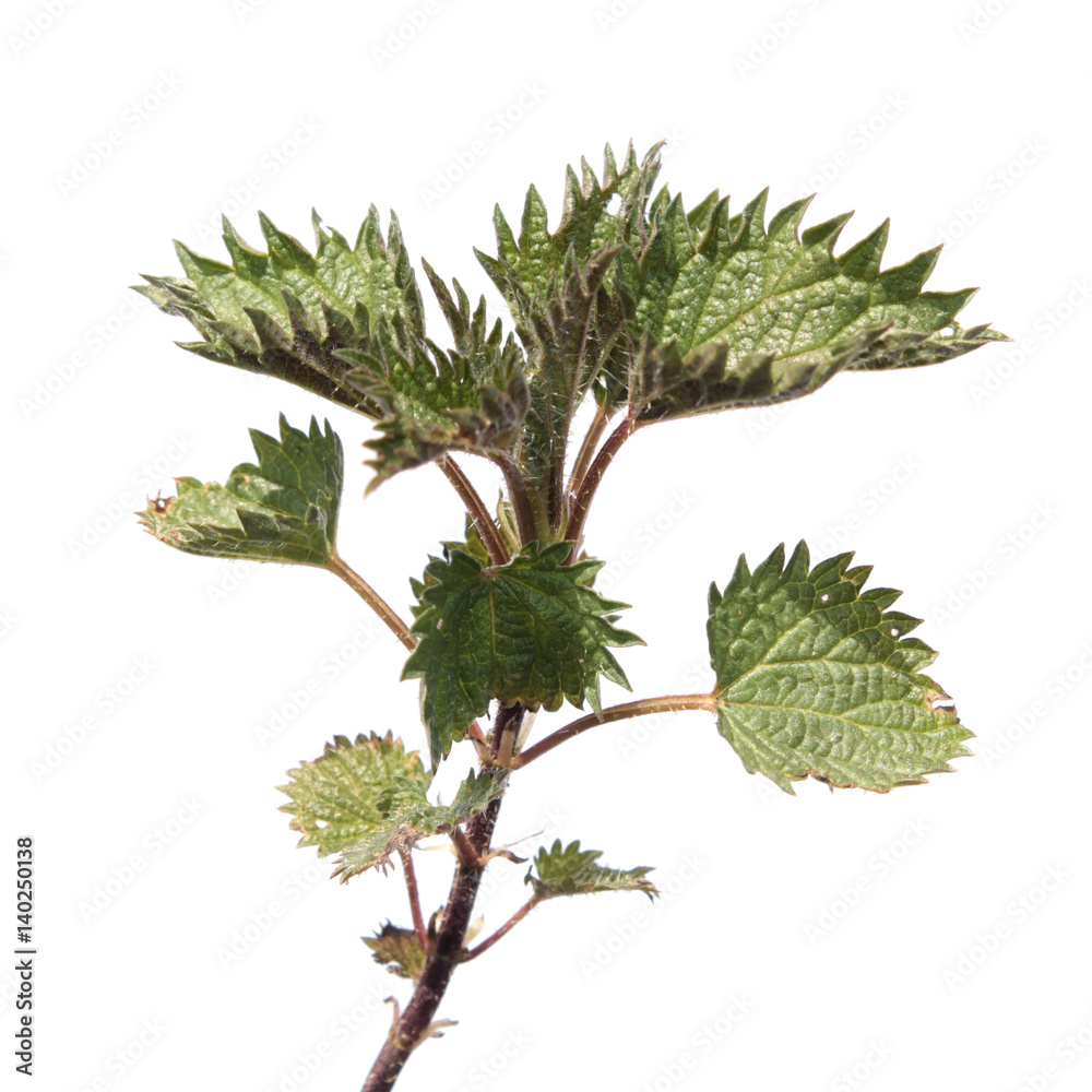Young nettle isolated on white background. Stinging nettle (Urtica dioica)