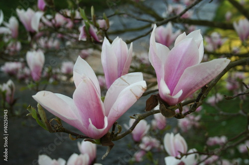 Weiß Pinke Blumen blühen