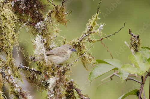 Woodpecker Finch (Camarhynchus pallidus) male, Highlands, Santa Cruz, Galapagos Islands