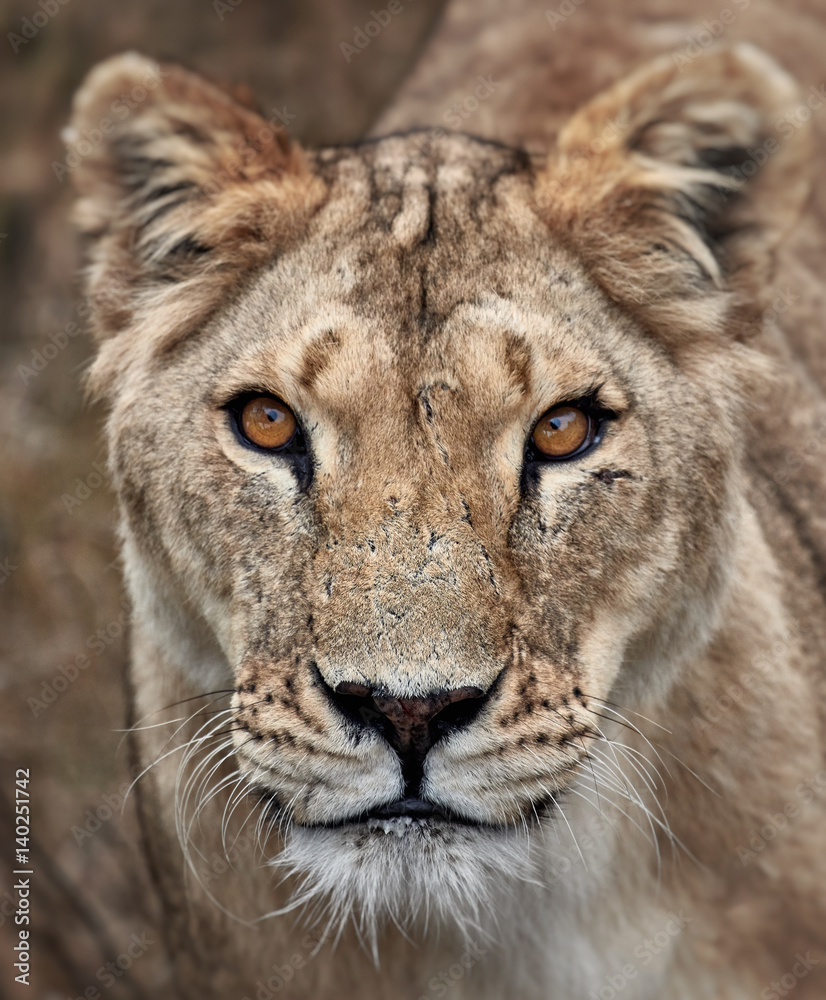 Fototapeta premium Portret lwicy. Zbliżenie lwica afrykańska (Panthera leo)