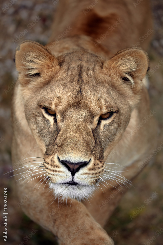 Naklejka premium Portrait of a lioness. Close-up African lioness (Panthera leo)