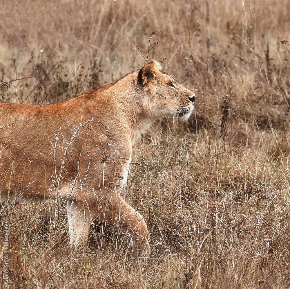 Fototapeta premium Lioness in the savanna