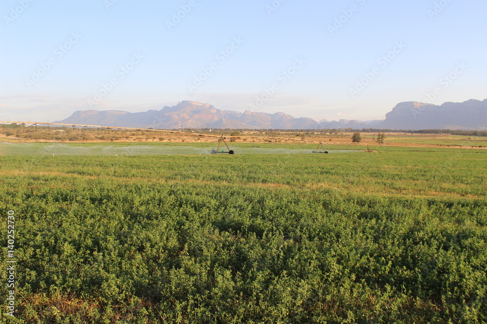 Fototapeta premium Campagne Afrique du sud
