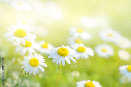 Spring daisy flowers field. Natural sunny background