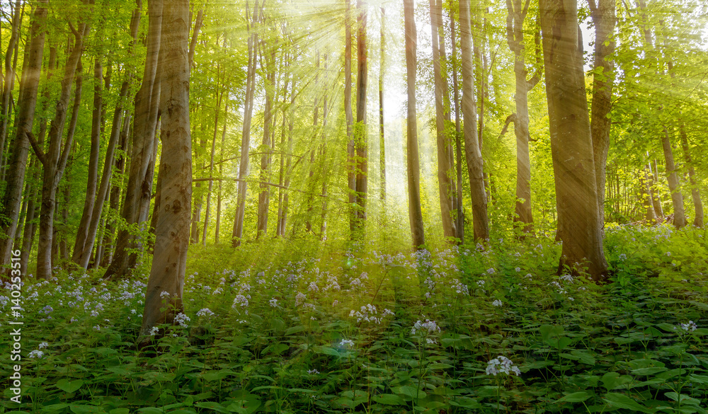 Magic scenic forest of fresh green deciduous trees with the sun casting its rays of light through the foliage Magic scenic forest of fresh green deciduous trees with the sun casting its rays of light through the foliage