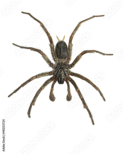 An overhead view of a, dead, Australian, male funnel web spider