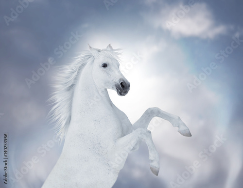 Portrait of the white reared horse on cloud background