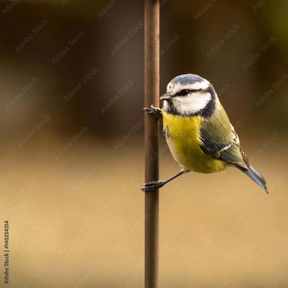 Fototapeta premium Tränendes Herz - Dicentra spectabilis - Banner