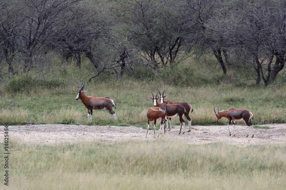 Fototapeta premium Herd of African antelopes blesbok in Savannah. Bubaline antelope beaked