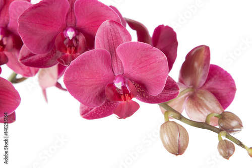 Fototapeta Naklejka Na Ścianę i Meble -  beautiful burgundy orchid on a white background