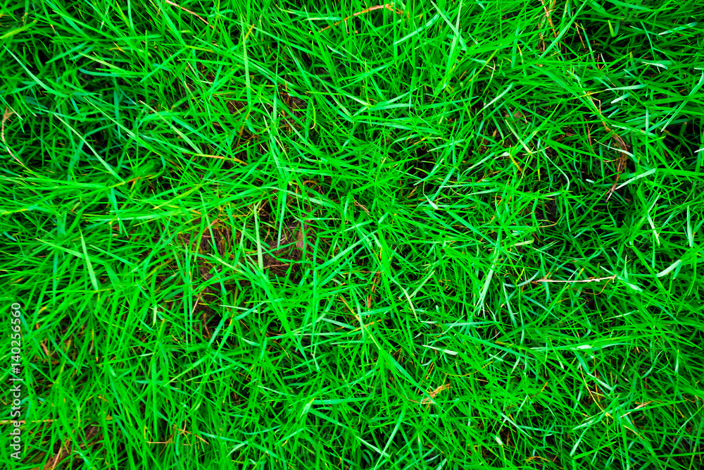 Green grass texture top view Green grass texture top view