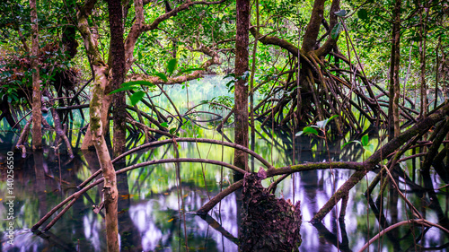 Fig tree roots in water in the old rainforest near Cape Tribulation, Queensland, Australia