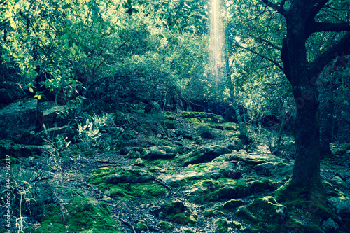 sun shining through trees in forest on a sunny day