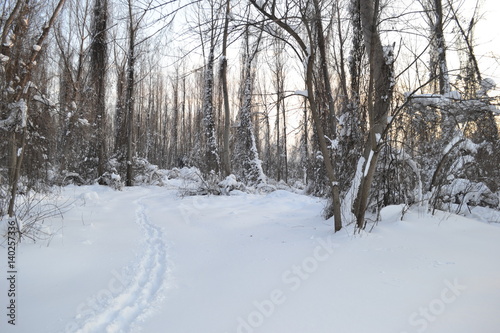 Forest under snow