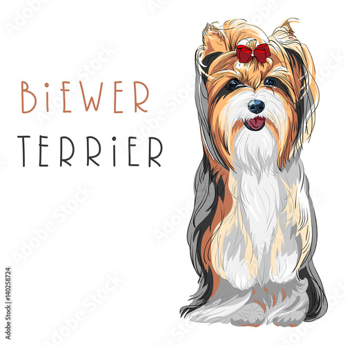 Cute funny dog Biewer Yorkshire Terrier breed sitting vector