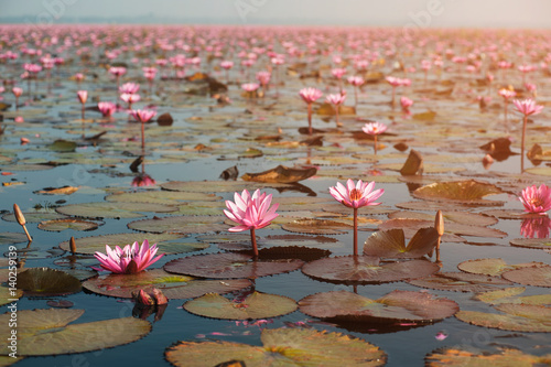 Beautiful Pink Water Lily on lake in Thailand. photo