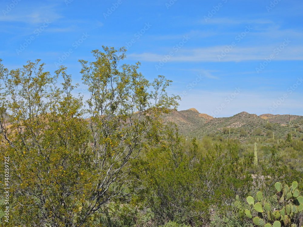 Scenic views of vast expanses of mountains, rocky ridges, and vegetation abound from Route 88 in Tonto National Forest, also known as the Apache Trail.