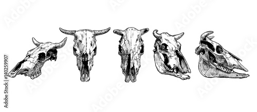 cow and bull skull set.