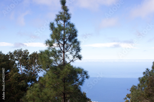 Beautiful panorama of pine forest with sunny summer day. Coniferous trees. Sustainable ecosystem. Tenerife  Teide volcano  Canary islands  Spain