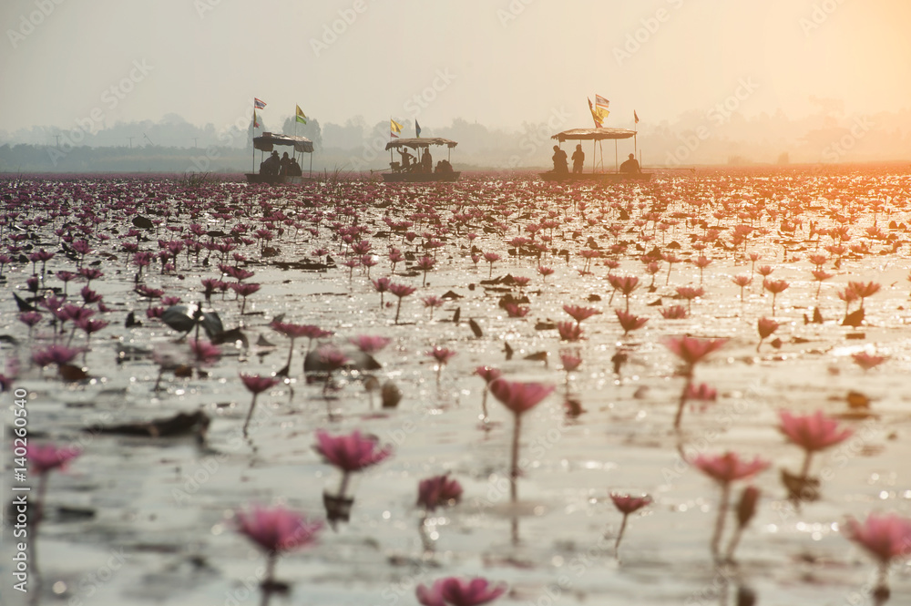 Fototapeta premium Tourist on Pink water lily in lake,Thailand.