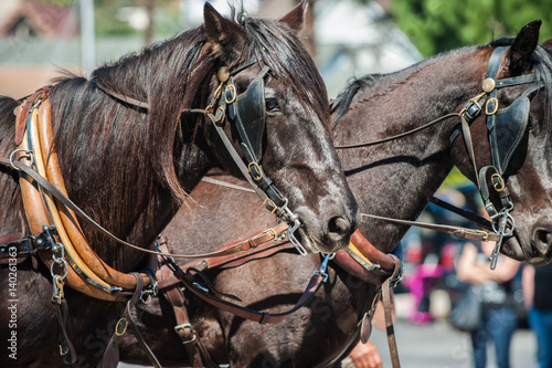 Brown driving horse heads pulling against their harness.