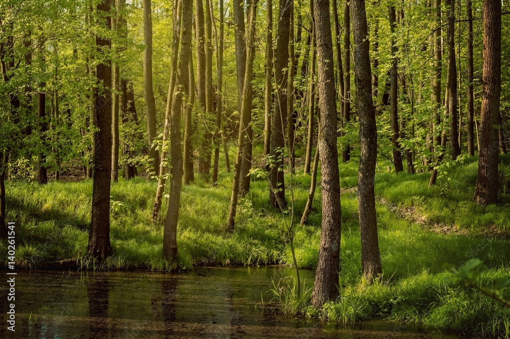 Spring forest in Sunny day. Landscape with deciduous forest and a pond. Spring forest in Sunny day. Landscape with deciduous forest and a pond.