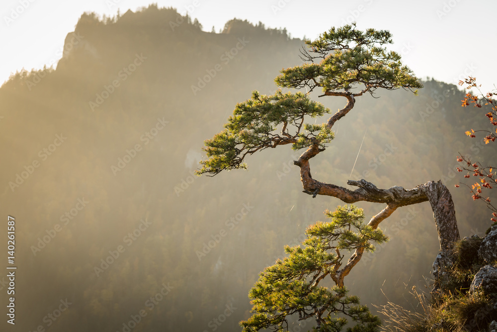 Sokolica, most famous tree in Pieniny Mountains, Poland
