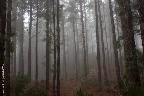 Pinus canariensis. Misty foggy forest in Tenerife  Spain  winter weather