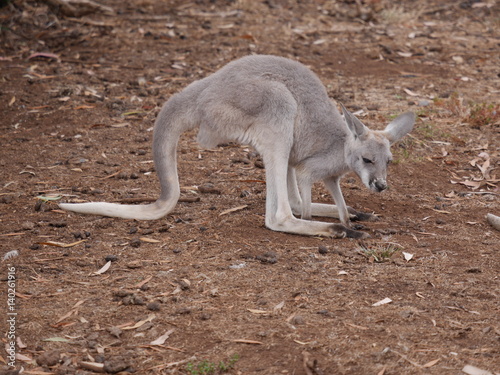 Kangaroo