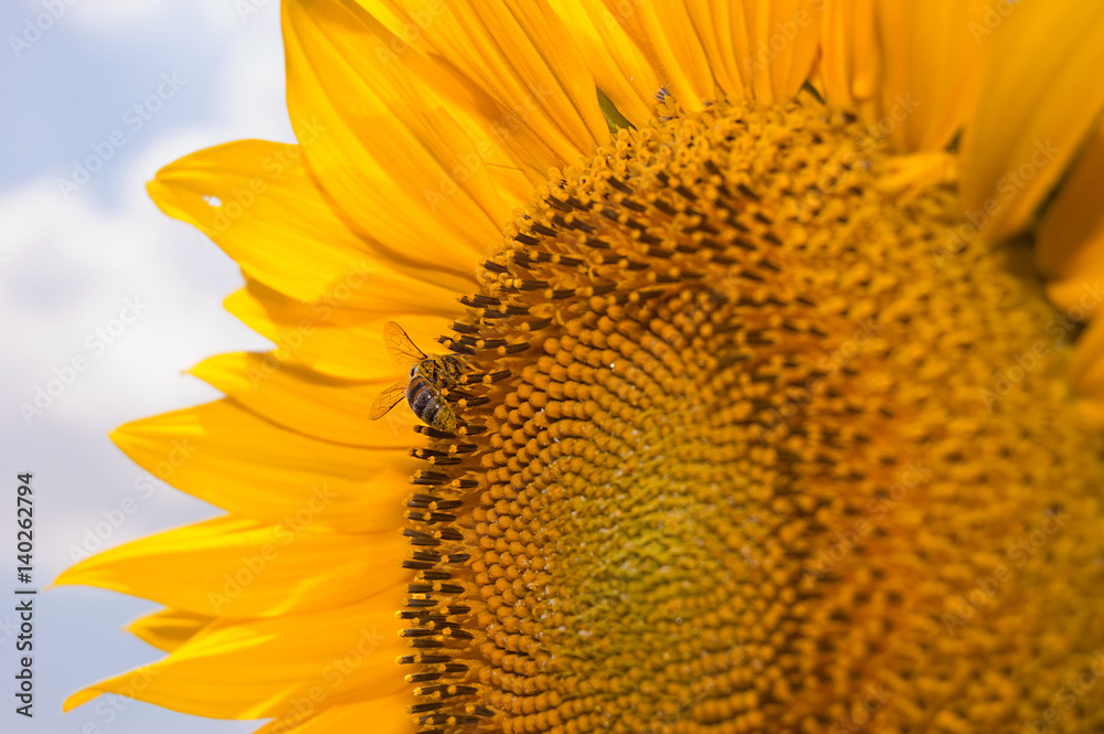 Naklejka premium .bee collects nectar on a flower sunflower