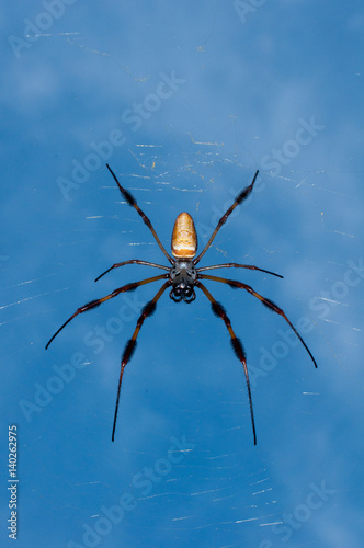 Golden Orb Spider © Georgia