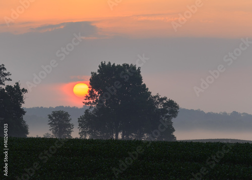 Sunrise behind the trees