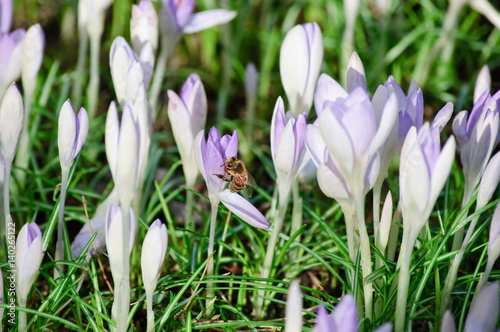Honigbiene, Krokusse mit fast noch geschlossenen Blüten, frische grüne Blätter und alte, tote Blätter vom Vorjahr an einem sonnigen Nachmittag im frühen Frühling 
