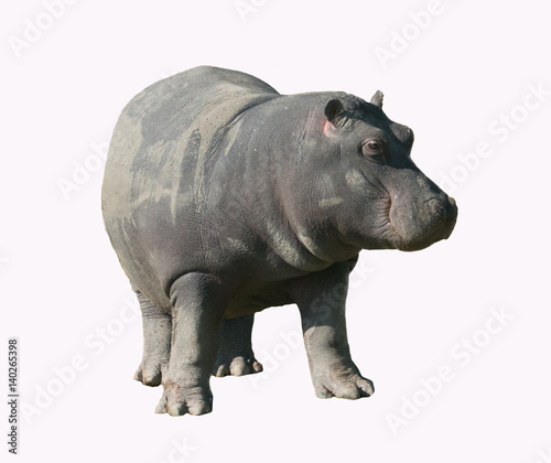 Hipopótamo sobre fondo blanco