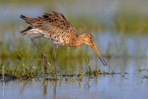 Moving Black tailed Godwit in wetland