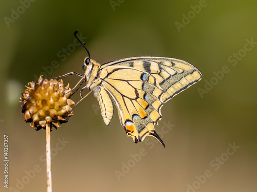 Swallowtail resting in the Morning Light photo