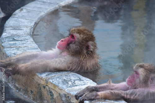 リラックスして入浴中の猿たち
