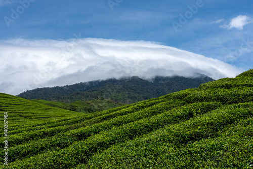 Rolling green hill sides of tea plantations with a back drop of white clouds and a beautiful blue sky.