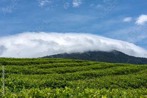 Rolling green hill sides of tea plantations with a back drop of white clouds and a beautiful blue sky.