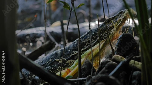 Asian water monitor lizard Varanus Salvator eats plastic garbage in wild mangrove forest. Pollution of environment ecological promlem. Dumping litter and human waste in nature and animals habitat photo