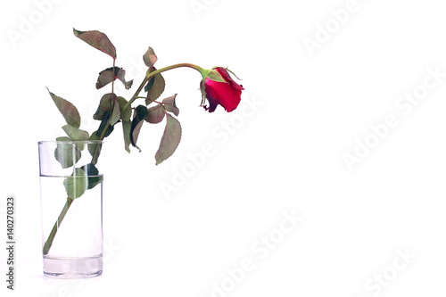 roses on white background