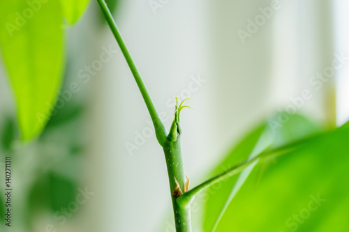 パキラの新芽 Stock 写真 Adobe Stock