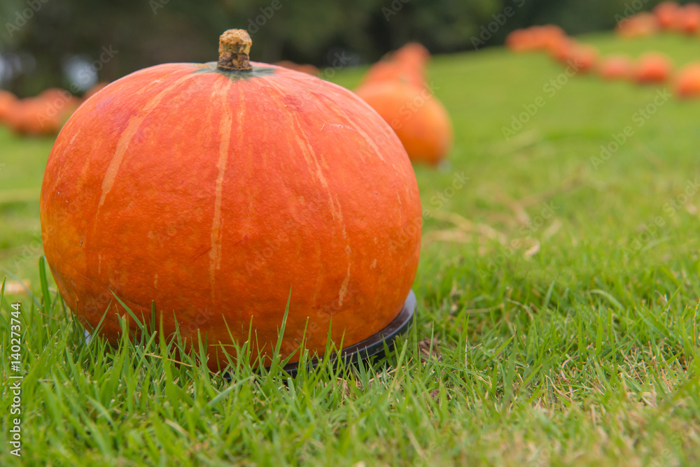 pumpkin on green grass in the cultivation farm pumpkin on green grass in the cultivation farm