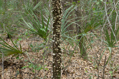 Ladder Sided Oak