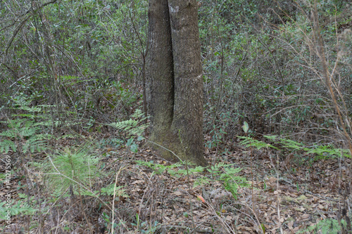 Split Tree Growth