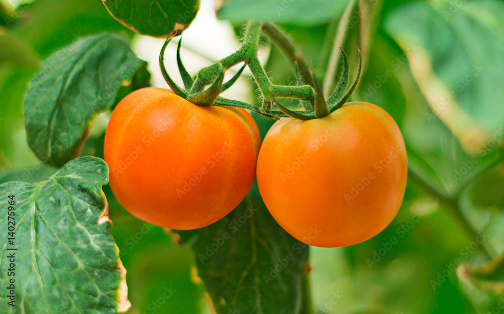 Tomato plants , twin