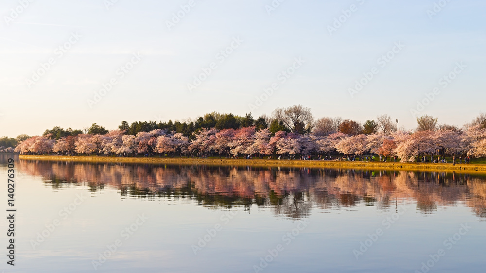 Cherry blossom in Washington DC. Beautiful Japanese cherry trees in full bloom around Tidal Basin in the spring. Cherry blossom in Washington DC. Beautiful Japanese cherry trees in full bloom around Tidal Basin in the spring.