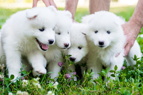 four Samoyed puppy outdoors in summer
