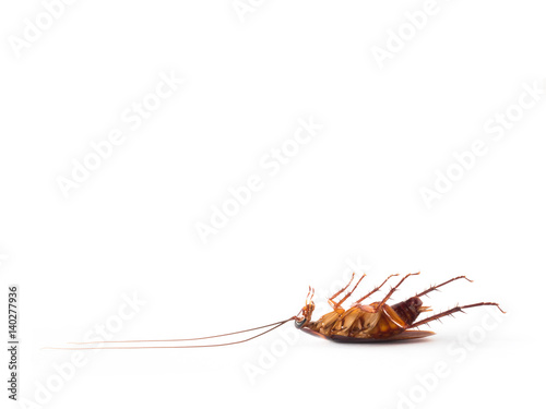 Close-up side view image of turn over cockroach isolate on white background with copy space