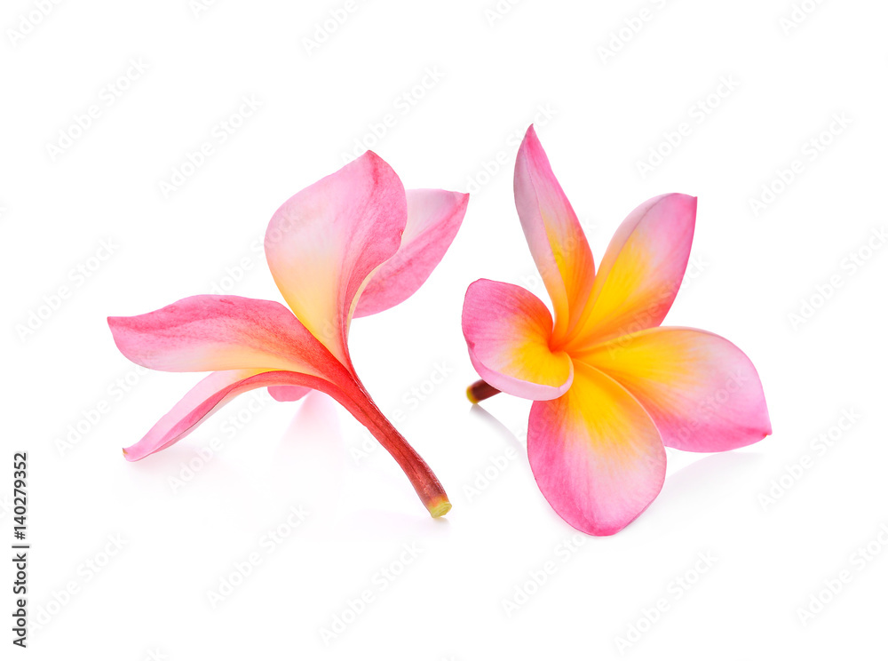 Fototapeta premium frangipani flowers isolated on white background